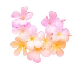 Beauty colorful of Frangipani or Plumeria flowers made with colorful filters.