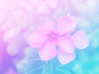 Fototapeta na wymiar Abstract Blurry of Flower and colorful background. Beautiful flowers made with colorful filters.