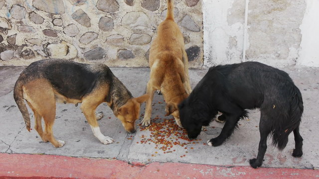 Three Homeless Dogs Eating Solid Dog Food On the Sidewalk.