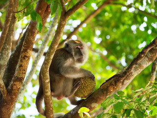 Monkey eating durian