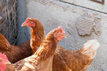 Galline rosse nel pollaio