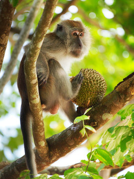 Monkey Eating Durian