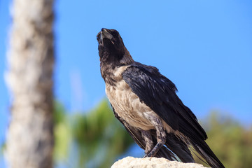 Crow sitting on the stone on the blurred background.