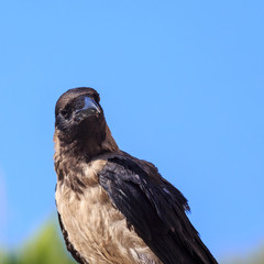 Crow sitting on the stone on the blue sky background.