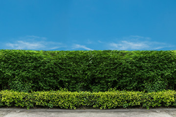 Fototapeta na wymiar green fence with green lawn