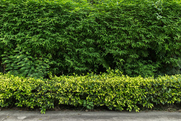 green fence with green lawn
