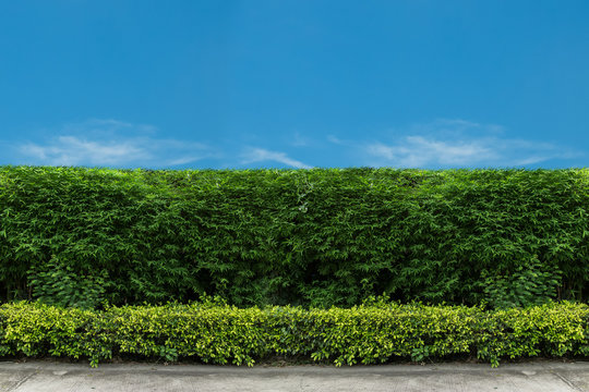 Green Fence With Green Lawn