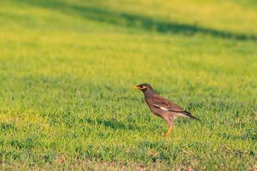 Common myna (Acridotheres tristis tristis)