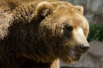 Brown Bear detail on the head