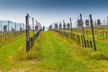 Obraz premium Vineyards organized into rows on flat plain