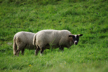 élevage ovin - mouton au pré