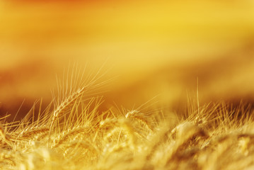 Golden Wheat Crops in Agricultural Field