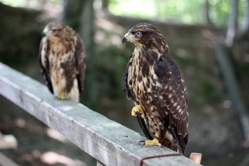 falcon