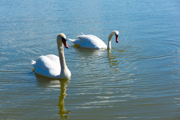 Fototapeta premium Alone swan