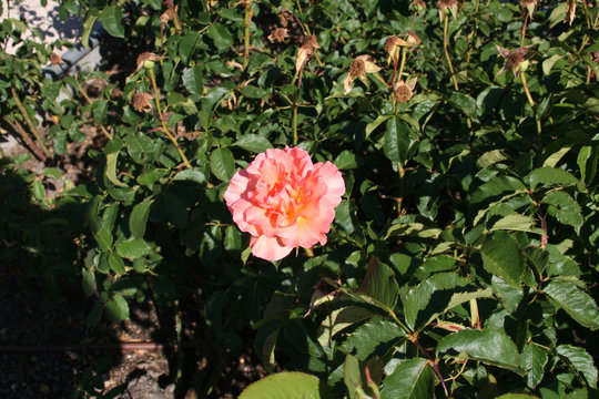 Rosa Doris Tysterman