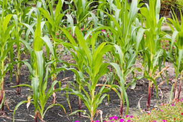 corn plant