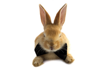 Mustachioed rabbit bow tie.