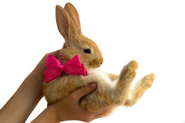 Rabbit with a bow on the children's hands.