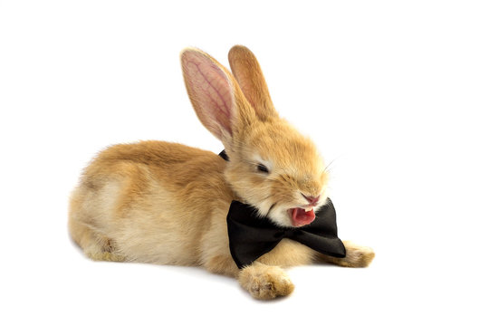 Bunny in a bow tie yawns.