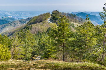 walkpath in the trees