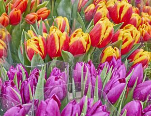 colorful tulips close up, natural background - strong bokeh
