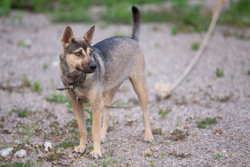 dog breed native of thailand