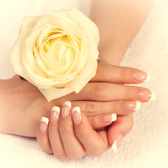Female hand with french manicure holding white rose