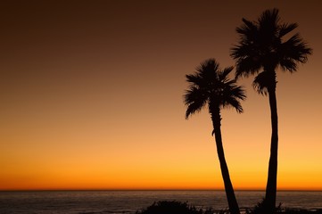 Sunset with palms.