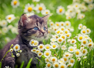 Portrait of cute little kitten outdoors in flowers