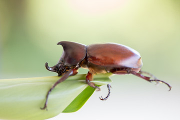 Rhinoceros beetle, Rhino beetle, Hercules beetle, Unicorn beetle, Horn beetle