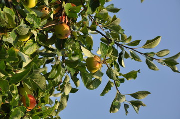 Apfelbaum mit frischen Früchten im Sommer 