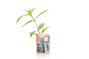 Fototapeta na wymiar Concept of green plant grow on Australian Dollar currency note