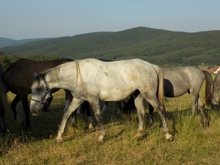 Horses on pasture