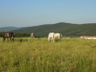 Obraz na płótnie Canvas Horses grazing on pasture