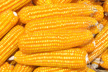 Corn