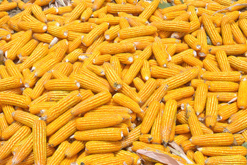 Corn
