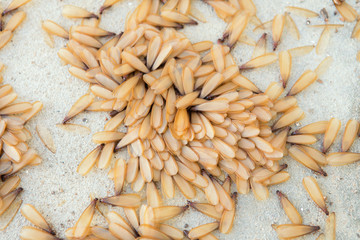 many of brown winged termite (alates) on ground.