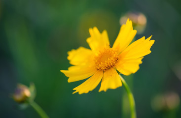 Summer flower as a background. Beautiful natural summer composition
