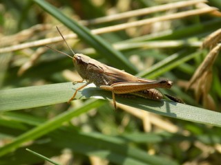 Grasshopper on grass blade