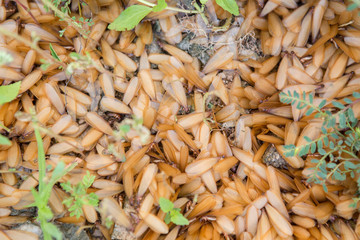 many of brown winged termite (alates) on ground.