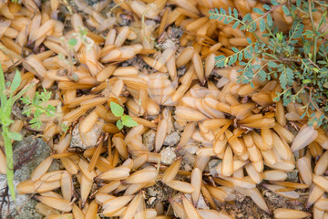 many of brown winged termite (alates) on ground.