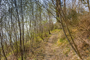 walkpath in the trees