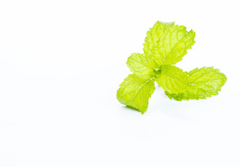 Mint leaf on white background