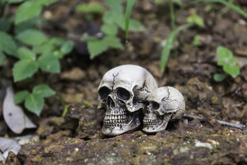 The skull or skeleton of human photography