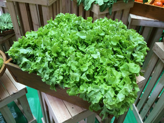 mustard vegetable in market