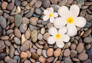 Fototapeta na wymiar frangipani flower on stone background