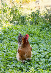 Chicken on a poultry farm