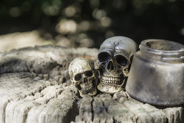 The skull or skeleton of human photography