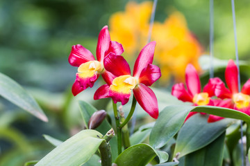 beautiful orchid flower