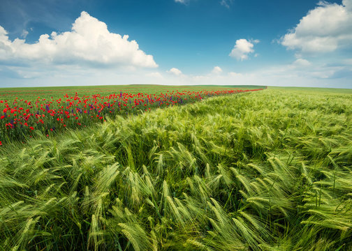 Field and sky in summer time. Agricultural landscape
